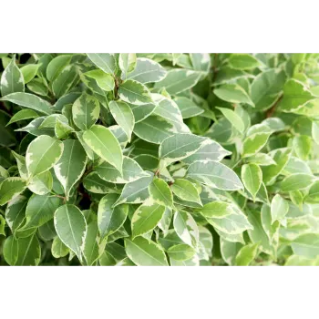 Natural Ficus Benjamina Plant